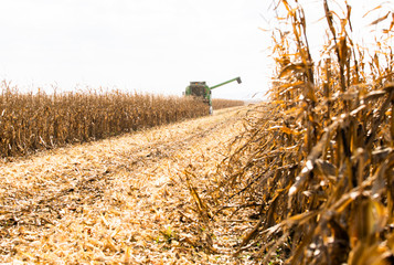 Combine harvester working in a corn field