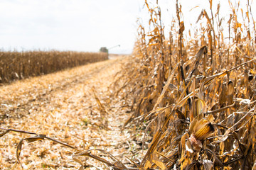Combine harvester working in a corn field
