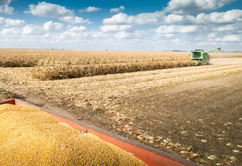 Combine harvester working in a corn field