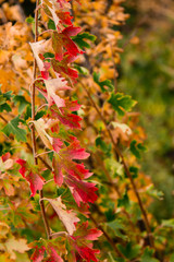 Bubble growing in the garden. Fresh orange leaves on a branch. Organic gardening.
