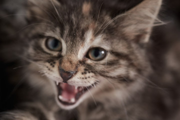 small kitten close-up, is snorting