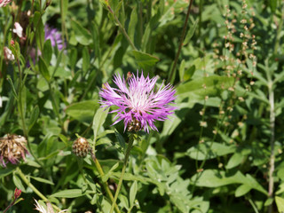 Fototapeta premium (Centaurea jacea) La centaurée jacée ou bleuet rose aux capitules de petites fleurs rose pourpre au sommet d'une tige