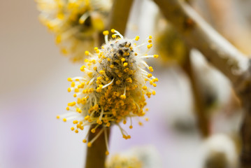 willow catkin pussy flowers in bloom