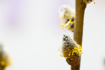 willow catkin pussy flowers in bloom