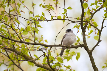 Eurasian Blackcap Male Singing,Spring Season (Sylvia atricapilla)