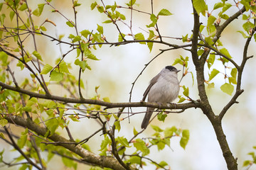 Eurasian Blackcap Male Singing,Spring Season (Sylvia atricapilla)