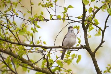 Eurasian Blackcap Male Singing,Spring Season (Sylvia atricapilla)