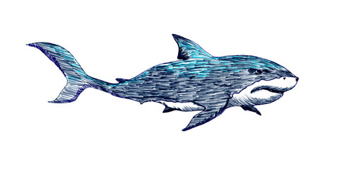 Seamless pattern with shark hand drawn illustration with wild sea animal. Sea life marker sketch with predator dangerous fish isolated on white backgraund. Coloring book illustration
