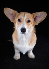 Corgi dog on a black background