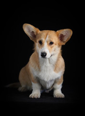 Corgi dog on a black background