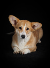 Corgi dog on a black background