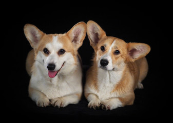 Corgi dog on a black background