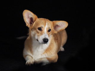 Corgi dog on a black background