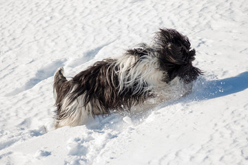 Happy Ponscha (PON / Schapendoes) running in snow