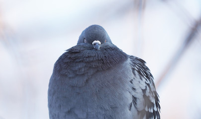 portrait of a dove in the park