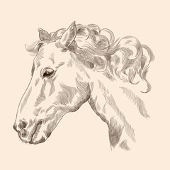 Horse head drawing with mane in vintage style on a beige background. Close-up.
