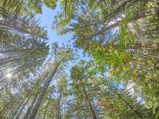 Christmas trees and pines in the forest. autumn