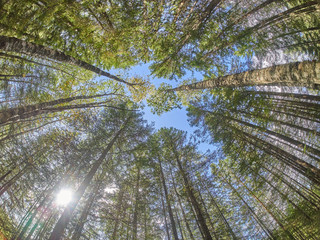 Christmas trees and pines in the forest. autumn