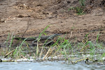 Nile crocodile, Queen Elizabeth National Park, Uganda