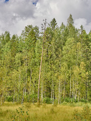 Christmas trees and pines in the forest. autumn