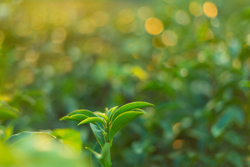 close up fresh tea bud field defocus background yellow gold bokeh sunlight scene.