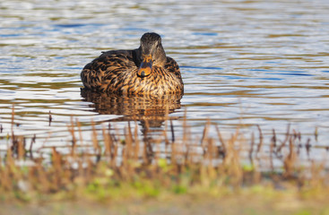Mallard duck on the river