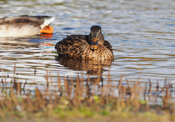 Mallard duck on the river