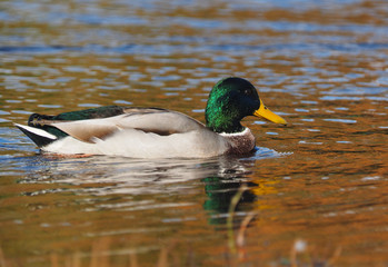 Mallard duck on the river