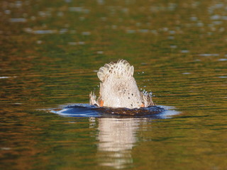 Mallard duck on the river