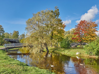 river in the park. autumn