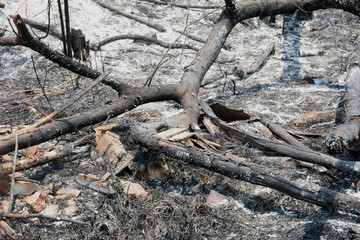 Burnt trees and Forest fires Aftermath
