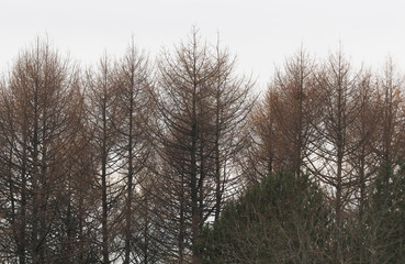 trees against a cloudy sky