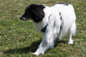Border Collie running in meadow