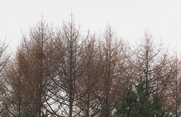 trees against a cloudy sky