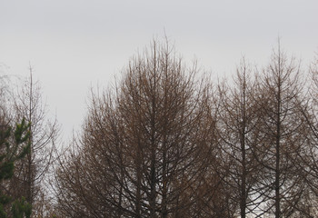 trees against a cloudy sky
