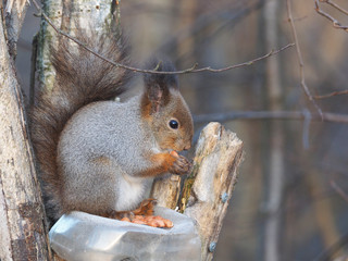 Obraz premium squirrel on a feeding trough