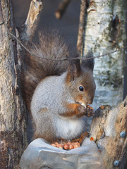 squirrel on a feeding trough