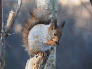 squirrel on a feeding trough