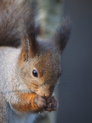 squirrel on a feeding trough