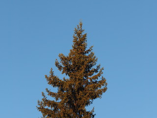 spruce against the blue sky