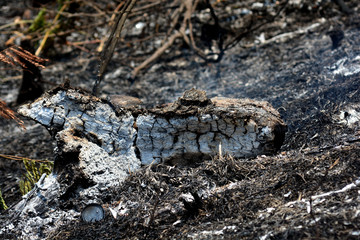 Burnt trees and Forest fires Aftermath