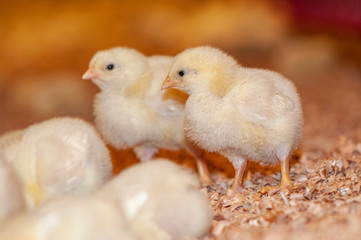 young chicks at a barn in a poultry farm