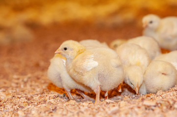young chicks at a barn in a poultry farm