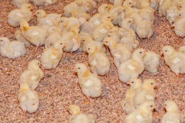 young chicks at a barn in a poultry farm