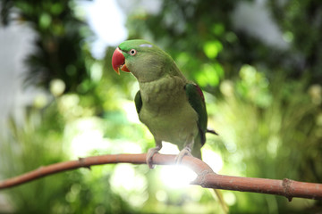 Beautiful Alexandrine Parakeet on tree branch outdoors