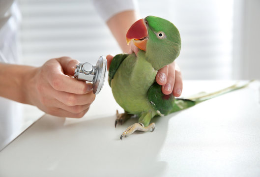 Veterinarian examining Alexandrine parakeet in clinic, closeup