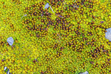 Detalle de plantas de musgo en forma de estrella. Briofitos.