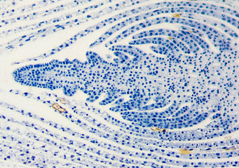 apical bud
