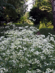 Kupyr forest is a perennial plant with small white flowers, meadow flowers, young stems are used for cooking vitamin salads. Summer nature, close-up on a blurry green background.