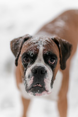 portrait of dog on white background
